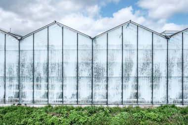 Hollanda, Westland 'da modern endüstriyel seranın ön görüntüsü. Westland Hollanda 'nın bir bölgesidir..