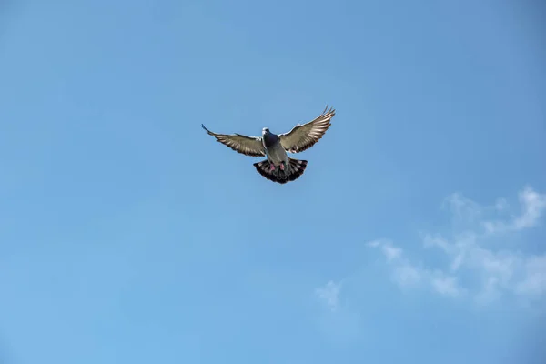 Pombo Correio Chega Casa Abre Asas Para Aterrar Contra Céu — Fotografia de Stock