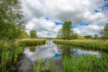 Hollanda 'nın Delft şehrinin sınırında Het Abtwoudse Bos adında güzel bir peyzaj parkı. 40 yıl önce, çok sayıda su akıntısı ve küçük köprüsü olan bir orman inşa edildi.