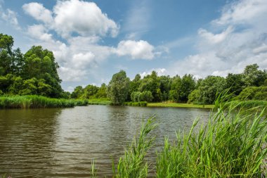 Hollanda 'nın Delft şehrinin sınırında Het Abtwoudse Bos adında güzel bir peyzaj parkı. 40 yıl önce, çok sayıda su akıntısı ve küçük köprüsü olan bir orman inşa edildi.