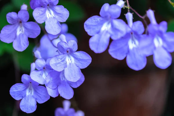 False African Violet Streptocarpus Saxorum Bright Blue Flowers Dark Green — Stock Photo, Image