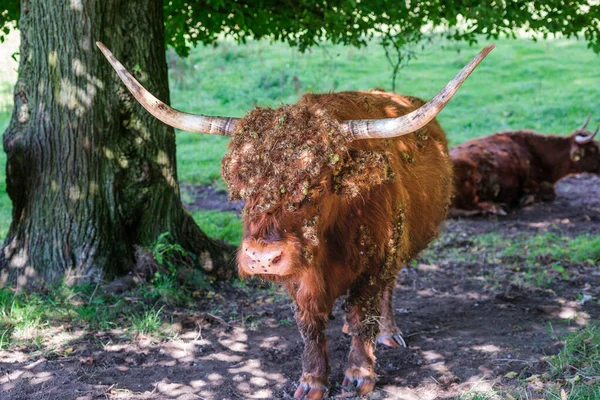 Portret Szkockiej Krowy Góralskiej Cieniu Głową Pełną Ostów Much Parku — Zdjęcie stockowe