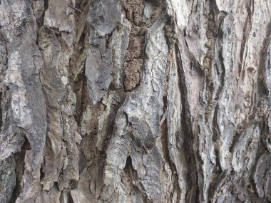 ağaç kabuğu dokusu, arkaplan