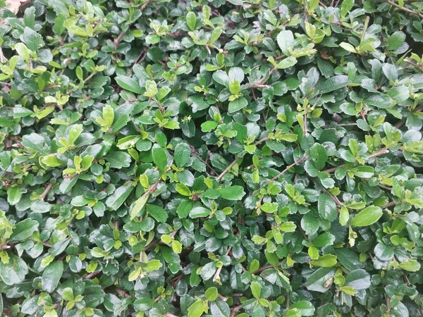 Gröna Löv Buskar Närbild — Stockfoto