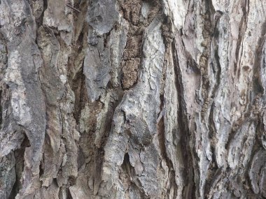 ağaç kabuğu dokusu, arkaplan