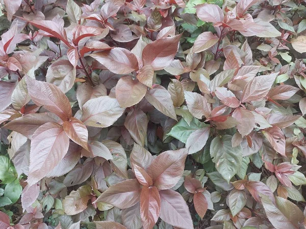 kırmızı ve yeşil fırça yaprakları, doğa arka planı