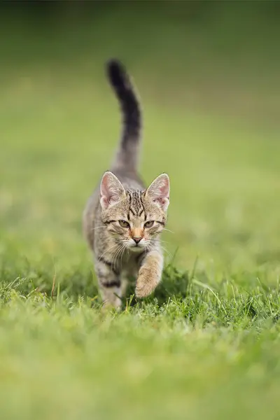 Kahverengi Çizgili Kedi Yavrusu Çimenlerde Kuyruğu Havada Tek Başına Yürüyor — Stok fotoğraf