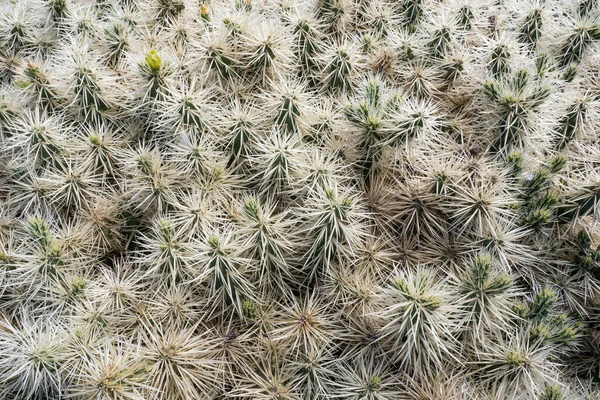 Tropical Cactus Background Garden Guatiza Village Lanzarote Canary Islands Spain — Stock Photo, Image