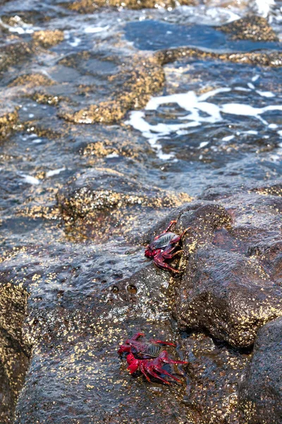 Κόκκινα Καβούρια Στο Νησί Lanzarote Κανάρια Νησιά Ισπανία Ευρώπη — Φωτογραφία Αρχείου