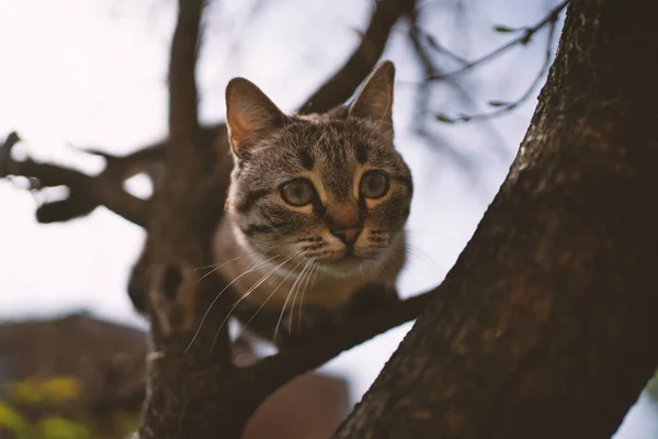 冬の時間に木に登る若い灰色の縞模様の猫の肖像画 — ストック写真