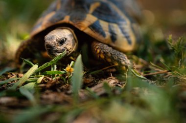 Dünya kaplumbağası dışarıda yürüyor. Testudo hermanni.