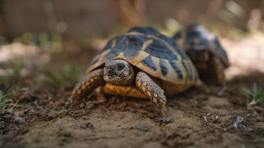 Dünya kaplumbağaları dışarıda yürüyor. Testudo hermanni.