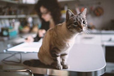 Genç çizgili kedi evdeki mutfak masasında oturuyor. Gerçek yaşam tarzı anı. Filtrelenmiş resim.
