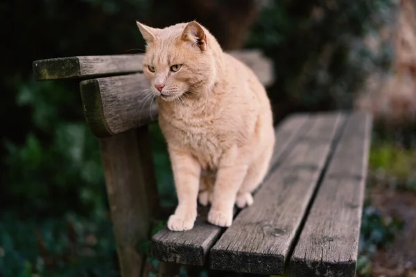 Рыжая Кошка Отдыхает Скамейке Открытым Небом — стоковое фото