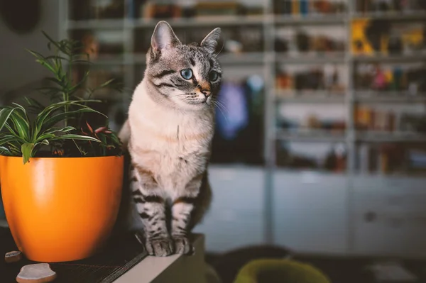 Ung Randig Katt Hemma Filtrerad Bild — Stockfoto
