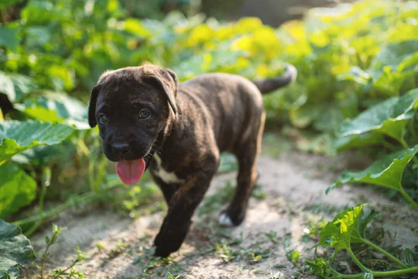 Köpek Yavrusu Siyah Köpek Portresi Açık Havada Yürüyor — Stok fotoğraf