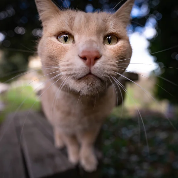 屋外のベンチで好奇心旺盛な赤い毛の猫 目を閉じて集中しろ — ストック写真