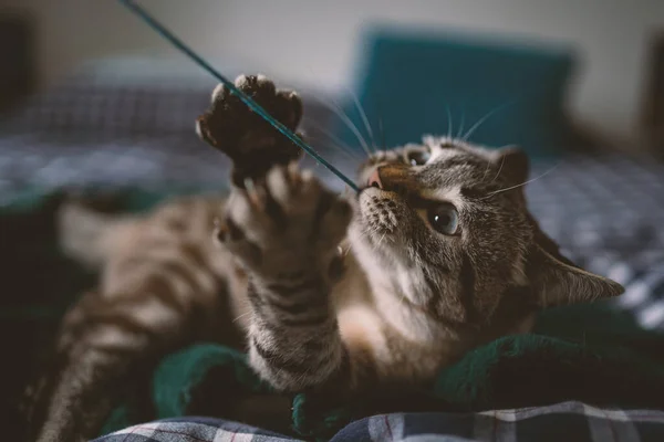Ung Grå Katt Som Leker Med Ulltråd Sängen — Stockfoto