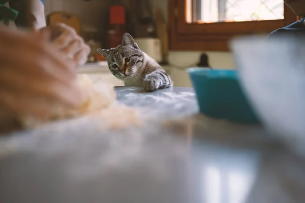 Ung Randig Katt Stjäl Mat Från Köksbordet Hemma Verklig Livsstil — Stockfoto