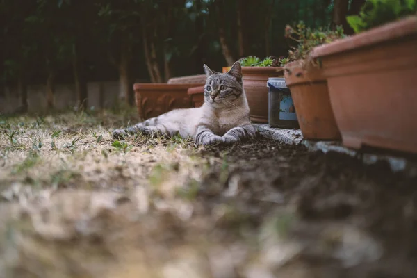 Retrato Gato Gris Relajándose Jardín Concéntrate Los Ojos Profundidad Campo — Foto de Stock