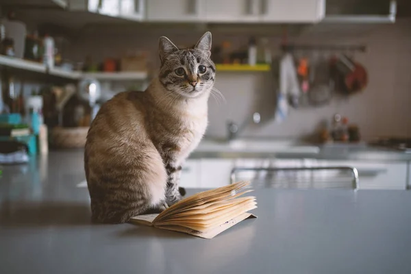 Молодая Полосатая Кошка Сидит Дома Кухонном Столе Момент Реального Образа — стоковое фото