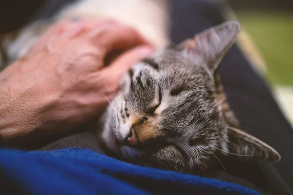 Νεαρή Ριγέ Γάτα Κοιμάται Στον Καναπέ Χέρι Του Ανθρώπου — Φωτογραφία Αρχείου