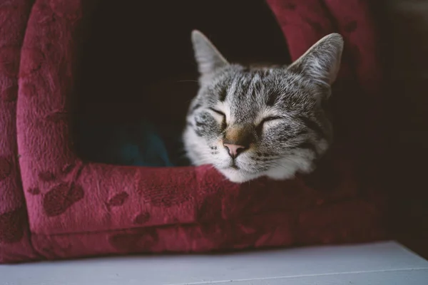 Ung Randig Katt Sover Sin Säng Filtrerad Bild — Stockfoto