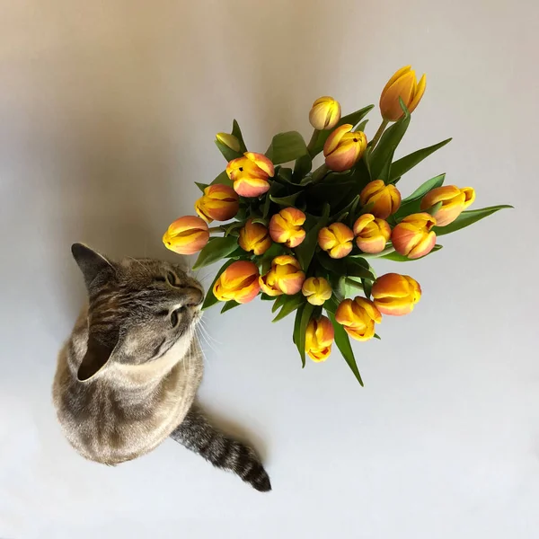Grå Katt Isolerad Med Tulpanblommor Ovanifrån — Stockfoto