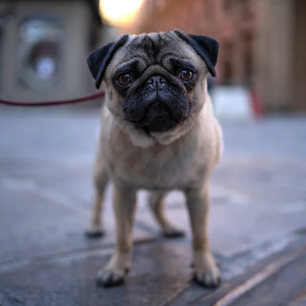 Собака Карлин Закрывает Портрет Улице Мелкая Глубина Резкости — стоковое фото
