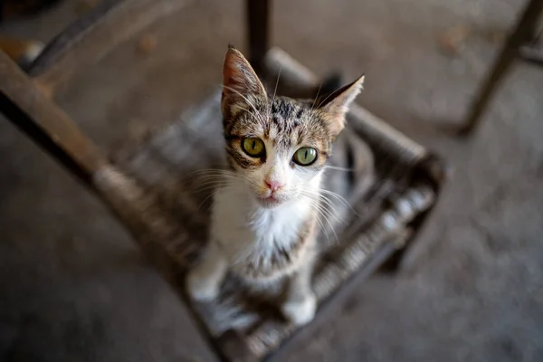 Ciekawy Kot Siedzi Krześle Zamknij Się Skup Się Oczach — Zdjęcie stockowe
