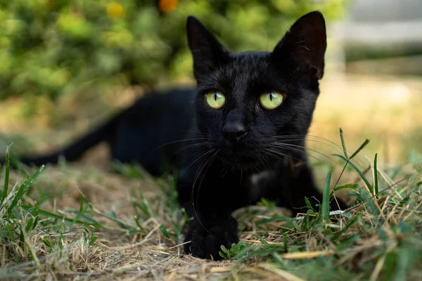 Черный Кот Зелеными Глазами Траве — стоковое фото