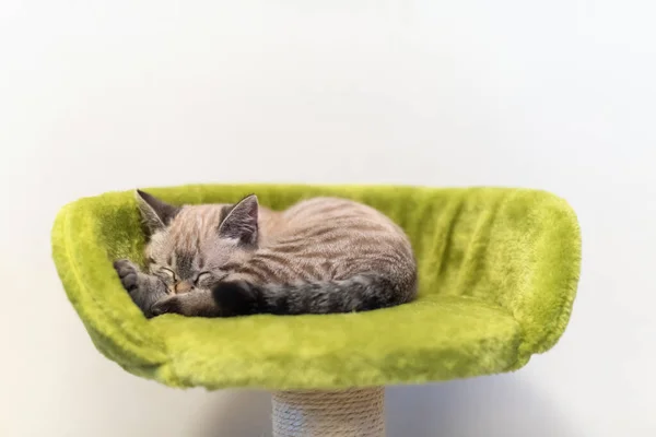 眠っている小さな灰色の子猫の肖像画 — ストック写真