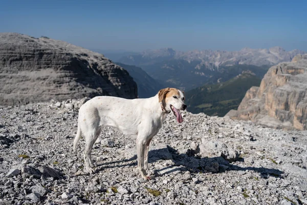 Dog Dolomites Mountains Sella Group Italy — Stock Photo, Image