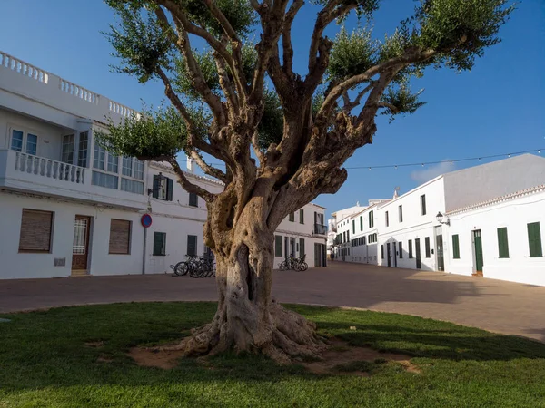 stock image Tree of Life, an old olive tree on Pedro M. Cardona Square in Fornells village. Menorca, Balearic Islands, Spain, Europe. 