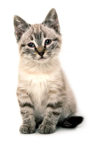 Pequeno Gatinho Gato Cinza Isolado Fundo Branco — Fotografia de Stock