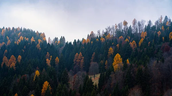 Höstlandskap Med Färgglada Träd Lövverk Mot Mörk Himmel — Stockfoto