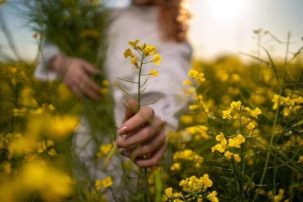 菜の花畑の夕日に黄色い花を屋外に持つ女性の手の詳細 フィールドの浅い深さ — ストック写真