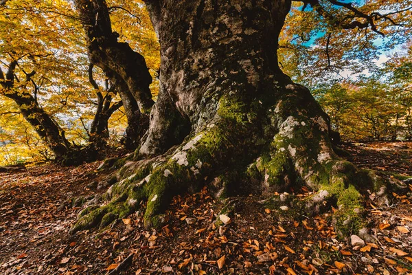 紅葉のある秋の記念樹 — ストック写真