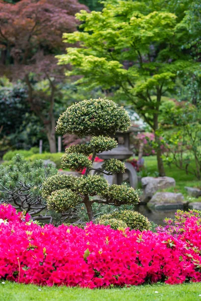 stock image Kyoto Garden in Holland Park. With its colourful plants, shrubs and ponds, it is popular with Londoners and tourists.