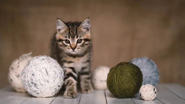 Little Gray Kitten Portrait Wool Ball Yarns Brown Background — Stock Photo, Image