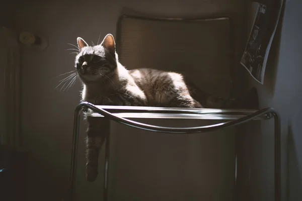 Ung Randig Katt Hemma — Stockfoto