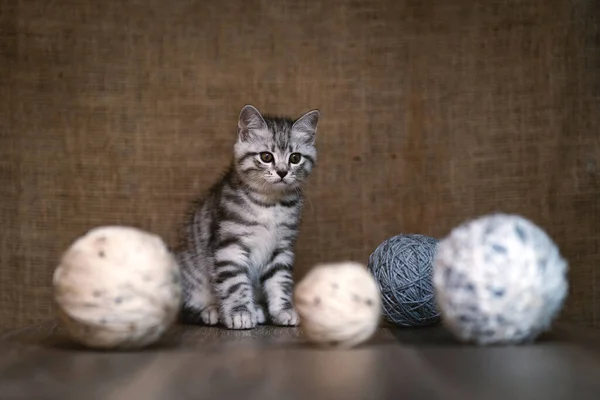 小さな灰色の子猫の肖像画でウールボール糸で茶色の背景 — ストック写真