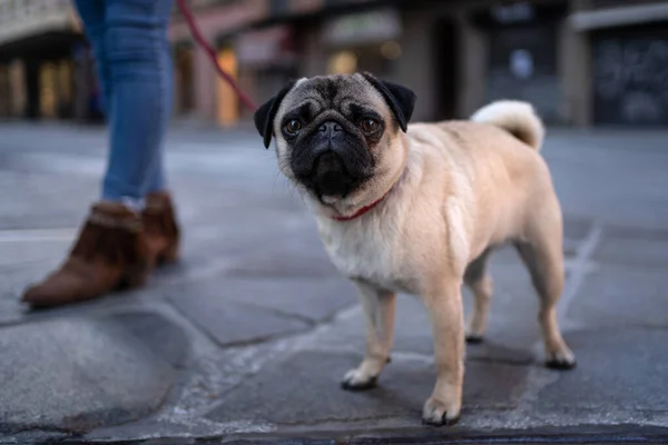 Собака Карлин Закрывает Портрет Улице Мелкая Глубина Резкости — стоковое фото