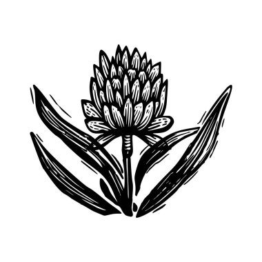 Linotip çiçek kaprisli vektör çizimi. Tuhaf yeşillik grafiğinin el yapımı tasarımı