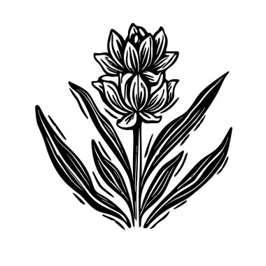 Linotip çiçek kaprisli vektör çizimi. Tuhaf yeşillik grafiğinin el yapımı tasarımı