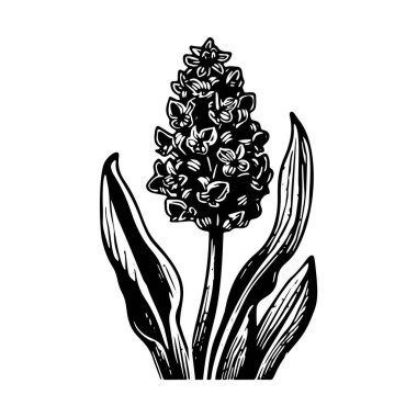 Linotip çiçek kaprisli vektör çizimi. Tuhaf yeşillik grafiğinin el yapımı tasarımı