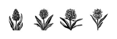 Garip vektör sanatında linotip çiçek ikonu koleksiyonu. Kırsal botanik seti için dekoratif yaprak tasarımı