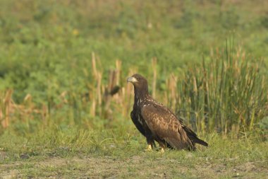 Tuna Deltasında beyaz kuyruklu kartal