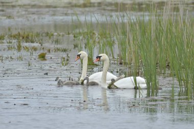 küçük kuğulu dilsiz kuğu