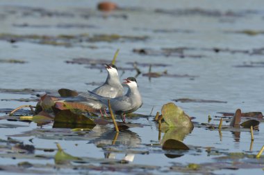Bıyıklı deniz feneri - Chlidonias hibrida